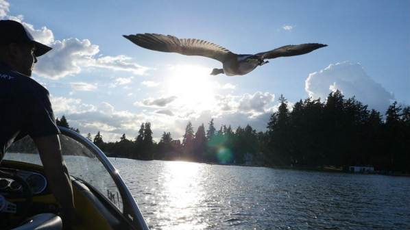 美国男子救助濒死小鹅 从此被 缠上 (4)