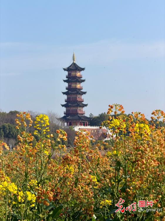 【AIGC动画】春天的顶流 是这片油菜花给的 【AIGC动画】春天的顶流 是这片油菜花给的