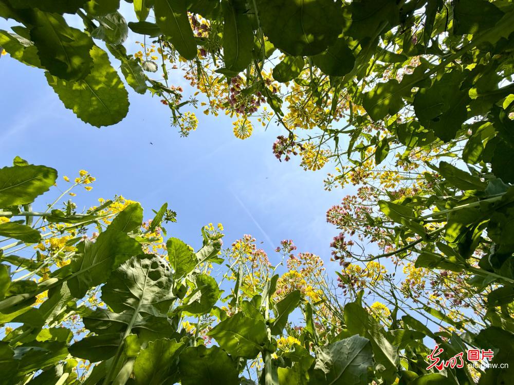 【AIGC动画】春天的顶流 是这片油菜花给的 【AIGC动画】春天的顶流 是这片油菜花给的