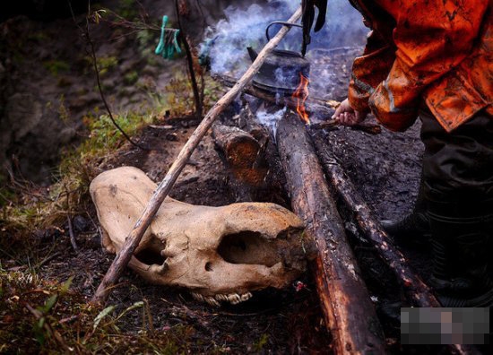 在雅库特,人们除了挖掘到远古生物猛犸象的尸骨之外,还挖到了披毛犀