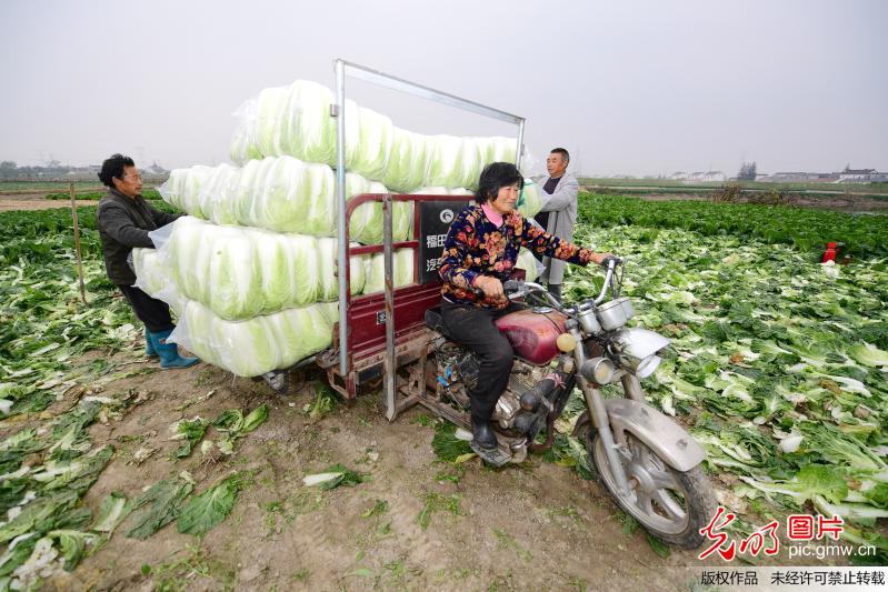 “百菜独有白菜好”