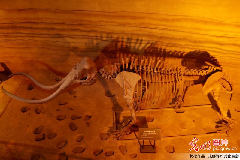 百万年前的“远古盛世”——探访河北张家口泥河湾博物馆