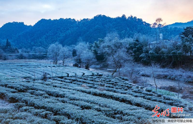 新安江源头的休宁现雾凇美景