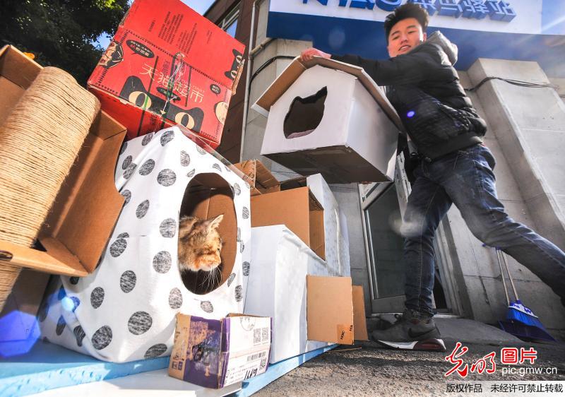 杭州“90后”小伙用纸盒为流浪猫搭“豪华别墅”遮风挡