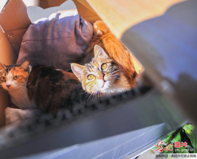 杭州“90后”小伙用纸盒为流浪猫搭“豪华别墅”遮风挡