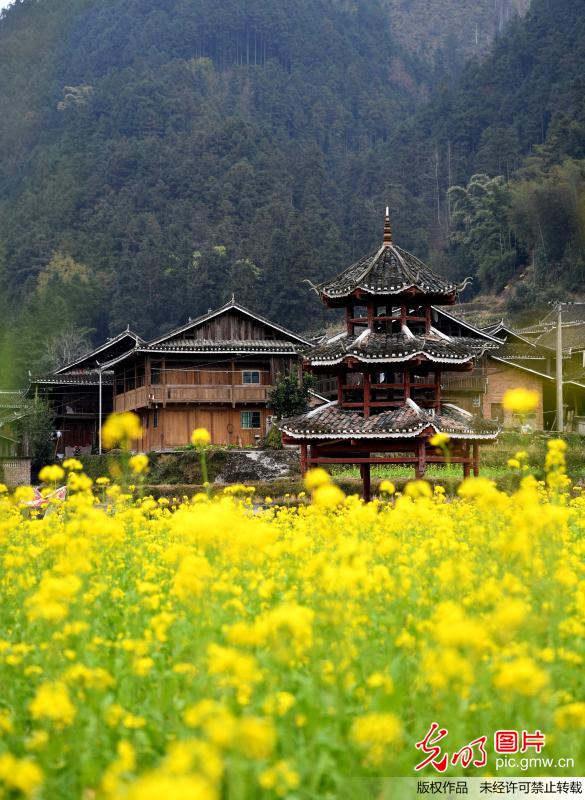 贵州榕江：油菜花开早 风景美如画