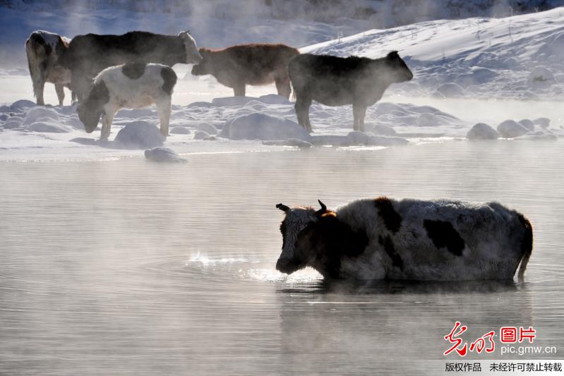 内蒙古阿尔山：披着神秘面纱的不冻河