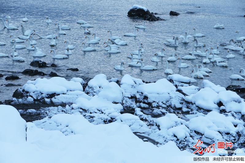雪中天鹅