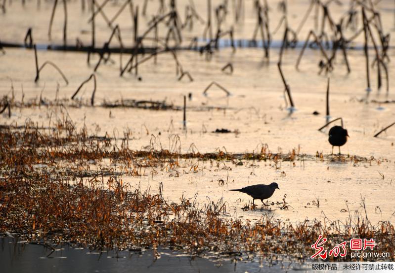 安徽六安：雪后黄昏 鸟儿在荷塘冰面上漫步