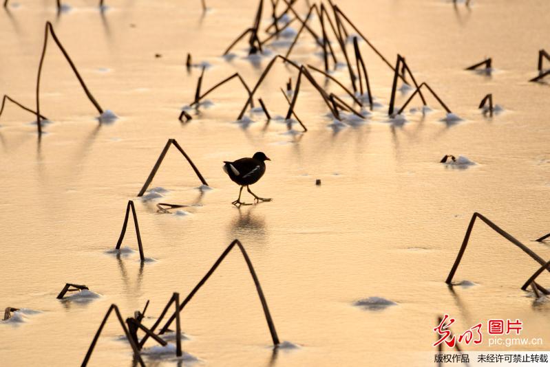 安徽六安：雪后黄昏 鸟儿在荷塘冰面上漫步