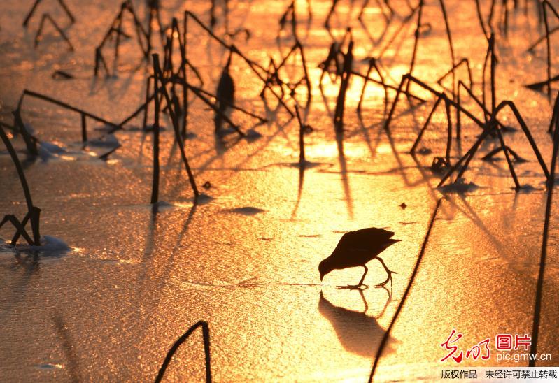 安徽六安：雪后黄昏 鸟儿在荷塘冰面上漫步
