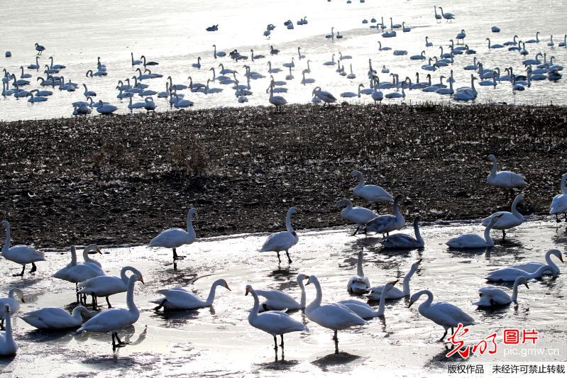 大美“天鹅湖”