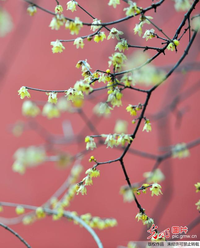 南京：立春时节赏梅来