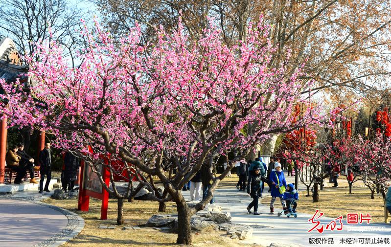 北京地坛公园春意浓浓迎新春