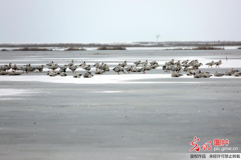 贵州威宁：湖面结冰紧急投食 确保候鸟安全过冬
