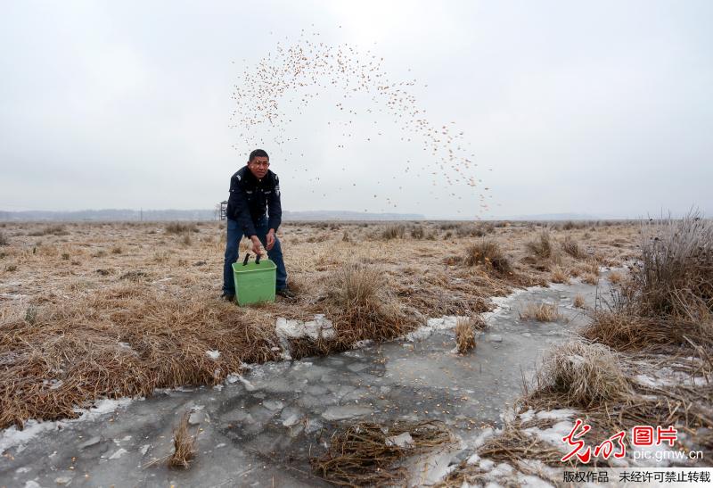 贵州威宁：湖面结冰紧急投食 确保候鸟安全过冬