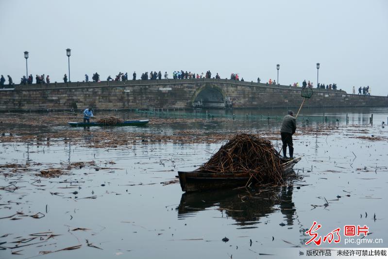 浙江杭州：清理西湖残荷开始了