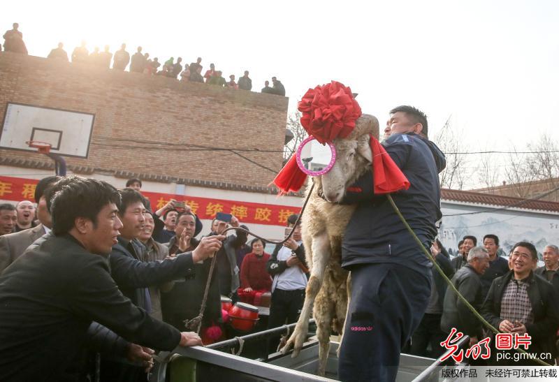 【网络中国节】山西稷山：乡村举办摔跤挠羊赛庆元宵