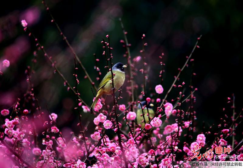 安徽黄山：阳春三月鸟语花香