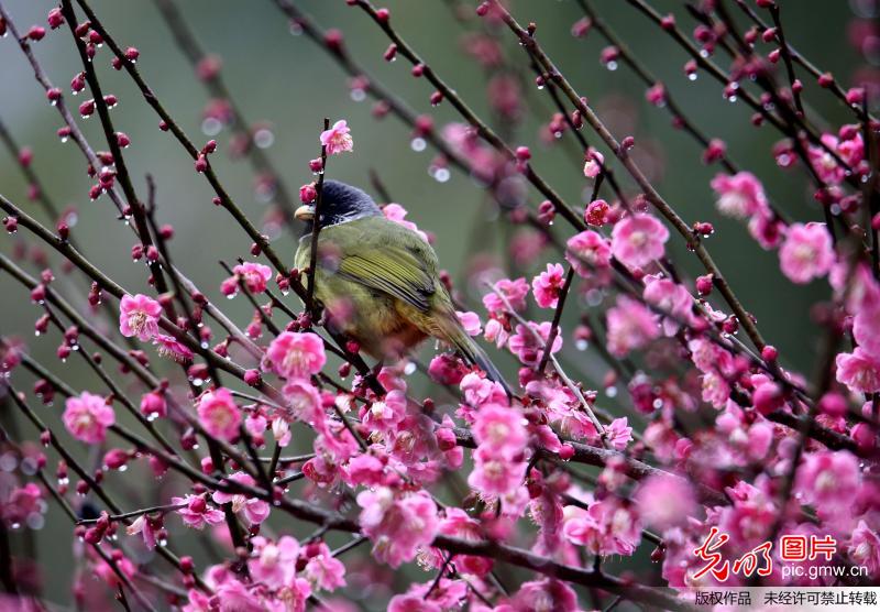 安徽黄山：阳春三月鸟语花香