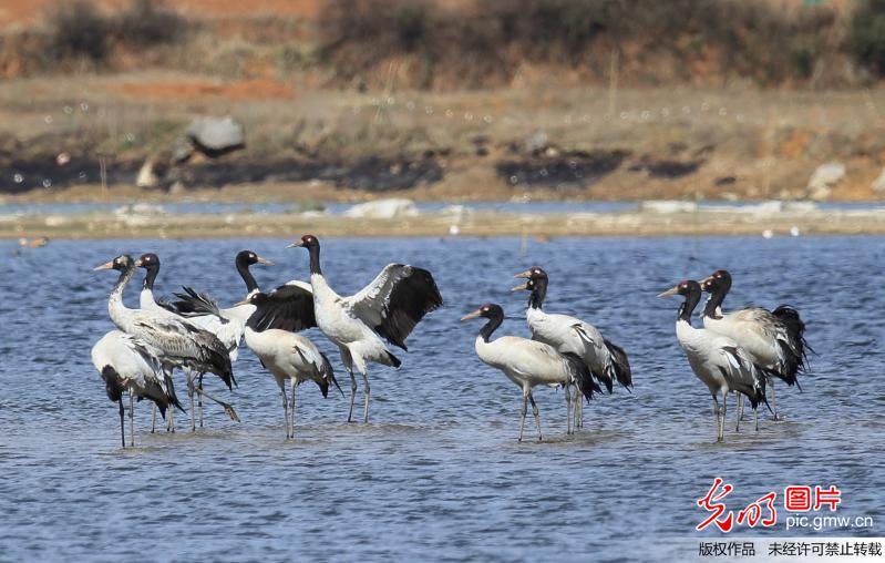 贵州威宁:观鹤舞 春光秀 贵州威宁:观鹤舞 春光秀