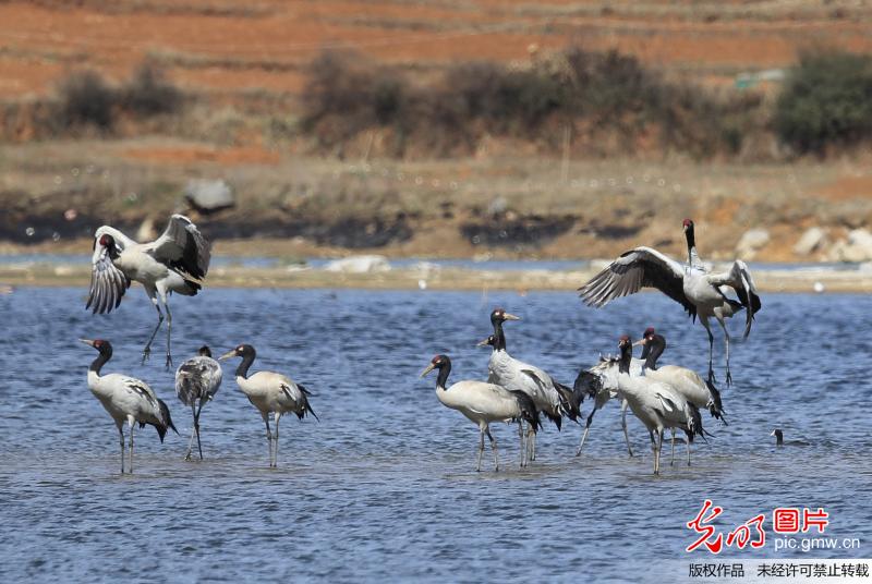 贵州威宁:观鹤舞 春光秀 贵州威宁:观鹤舞 春光秀