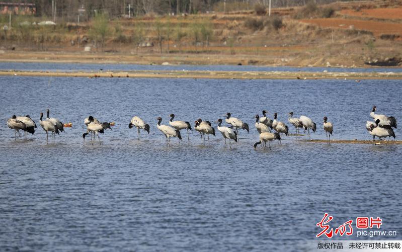贵州威宁:观鹤舞 春光秀 贵州威宁:观鹤舞 春光秀