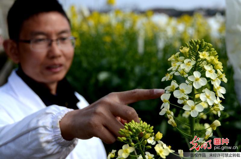 江西农业大学教授培育13种彩色油菜花