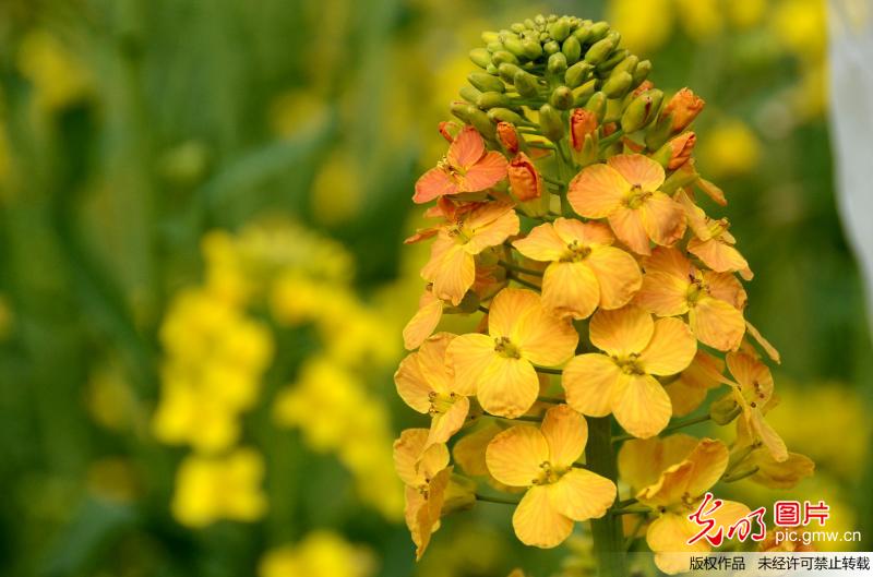 江西农业大学教授培育13种彩色油菜花