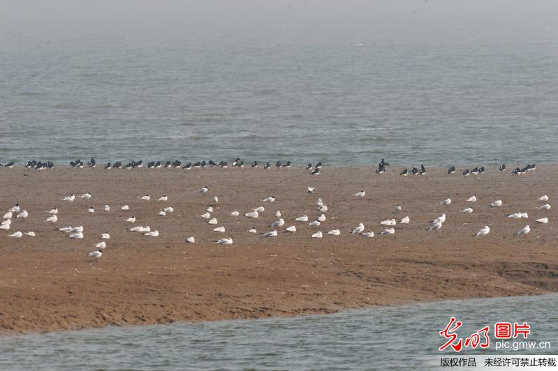 大群全球性濒危鸟类黑嘴鸥现身青岛胶州湾湿地