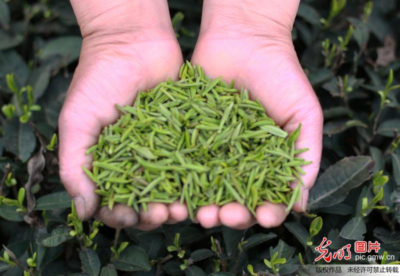 贵州赤水：赶制春茶抢市场