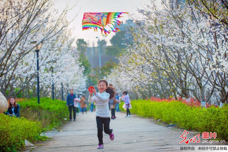 重庆綦江：春日赏樱正当时