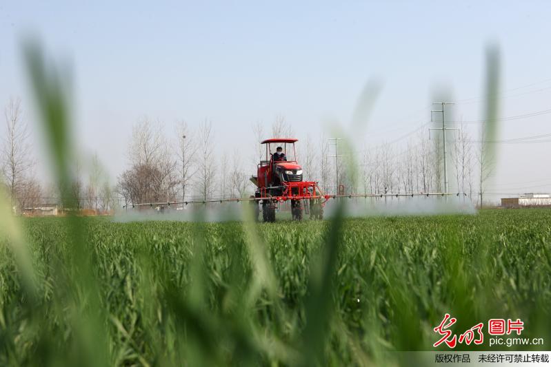 安徽蒙城：植保机械助力小麦田间管理