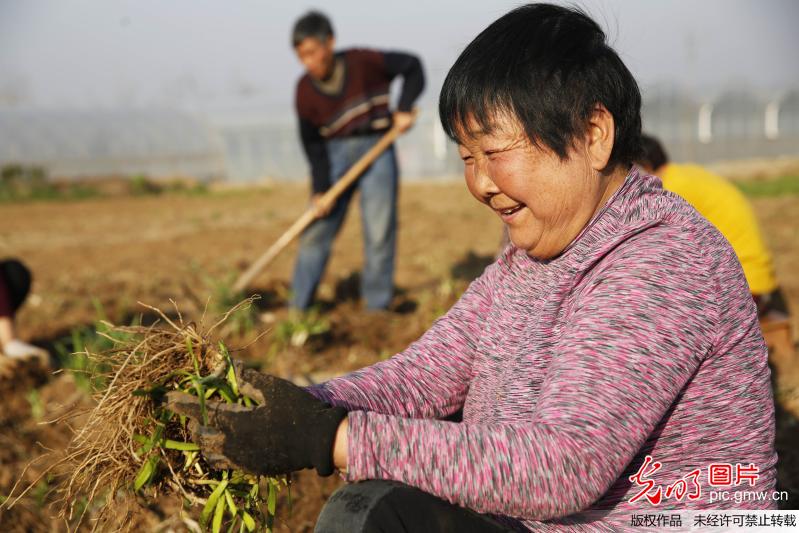 河南宝丰：发展特色农业 助力农民增收