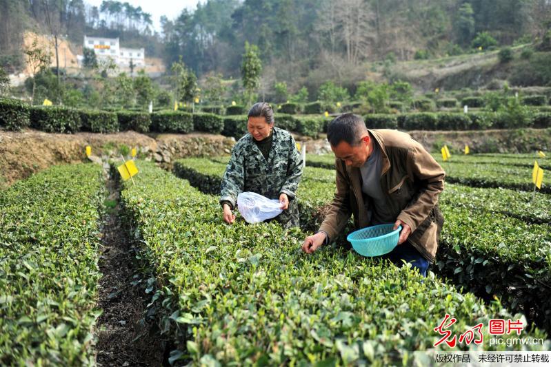 湖北宜昌：“早茶之乡”采茶忙