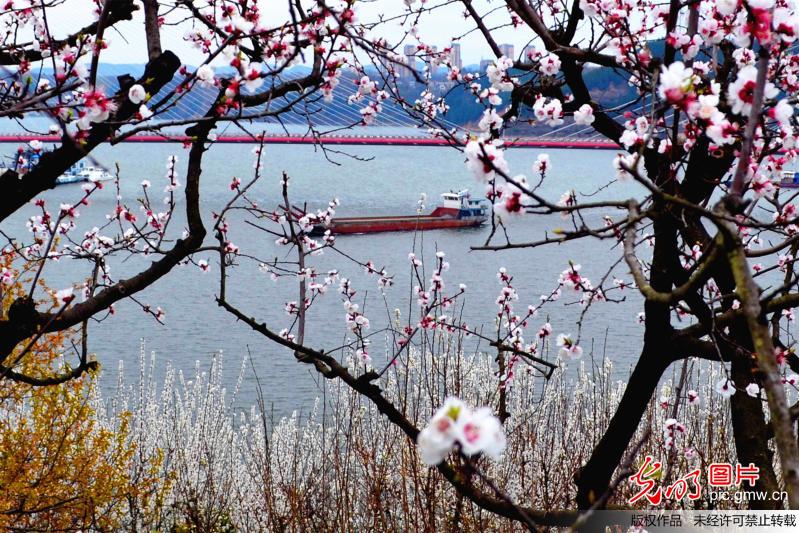 高峡平湖“春”如画