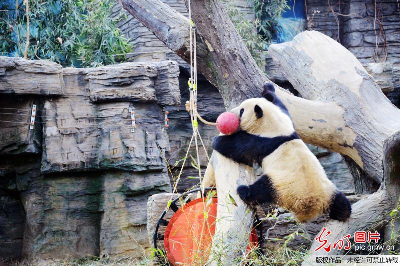 北京动物园的大熊猫有“点”“萌”