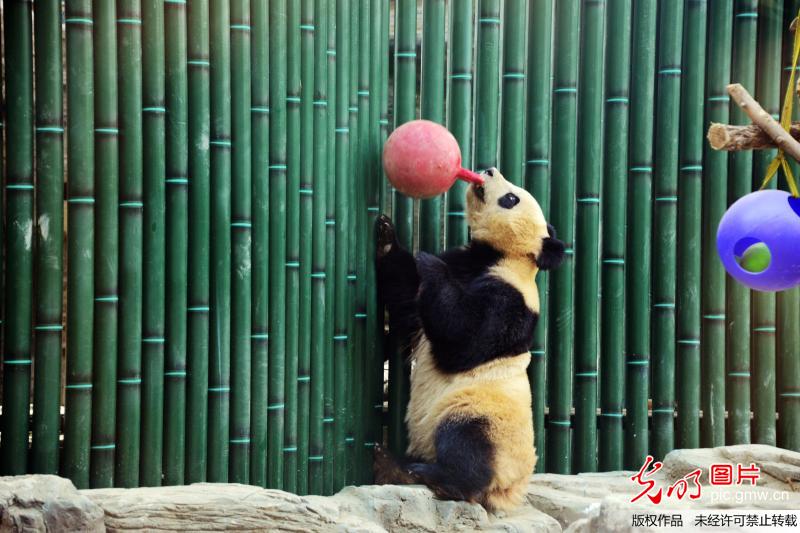 北京动物园的大熊猫有“点”“萌”