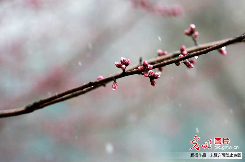 北京迎来春雪