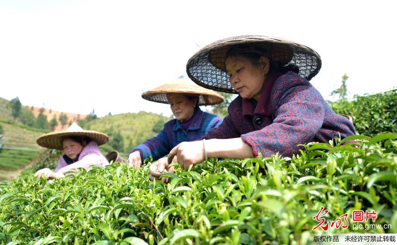 广西龙胜：春到茶园采摘忙