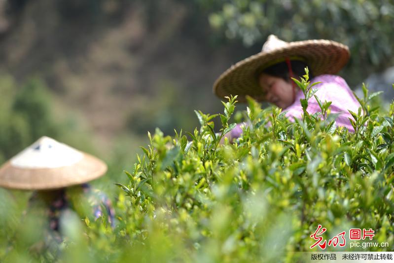 广西龙胜：春到茶园采摘忙