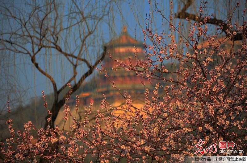 颐和园桃花绽放惹人醉
