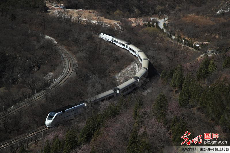 北京：最美列车穿越花海驶进春天