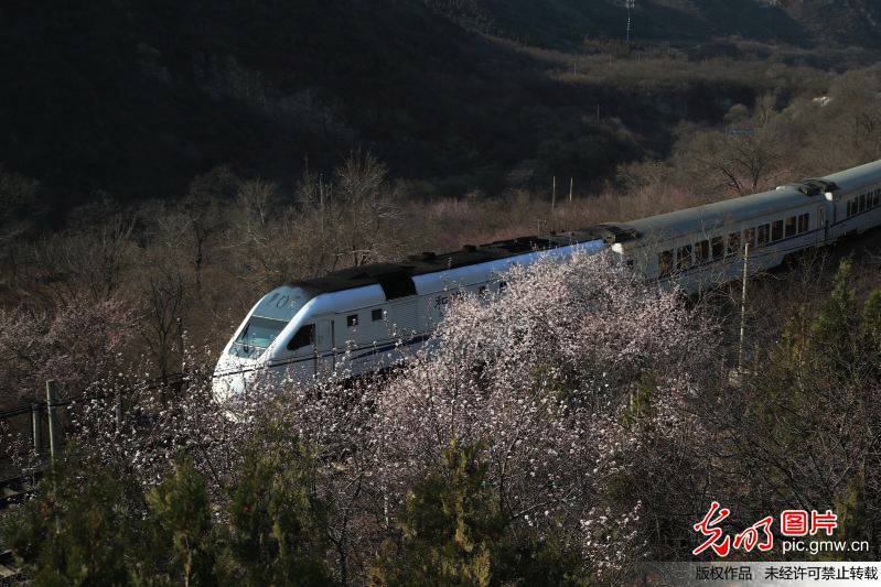 北京：最美列车穿越花海驶进春天