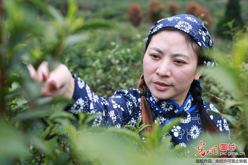 【光明图刊】明前茶飘香