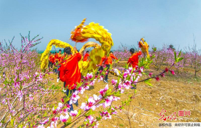 天岗锣鼓响彻万亩桃园