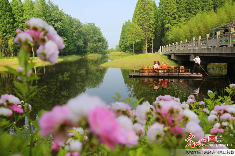 江苏黄海国家森林公园生态美景入画来