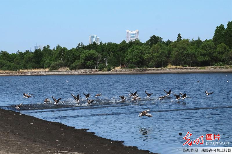 松花江湿地成群天鹅迎产卵孵化期