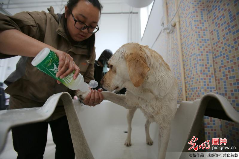 导盲犬——“你是我的眼”探访中国导盲犬大连培训基地