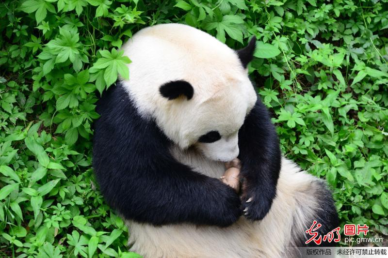 大熊猫怀抱“犀牛”显爱心